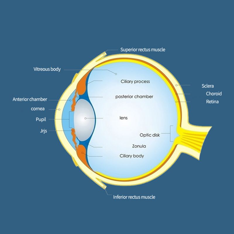 Hommes Technologie Anti-mal Des Transports Anti-mal De Mer Lunettes De Lunettes Pliables Portables Sans Lentilles